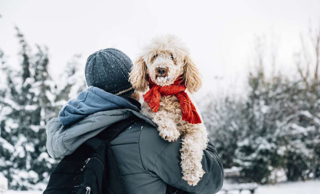 Happy pet and his owner having fun in the snow in winter holiday season.