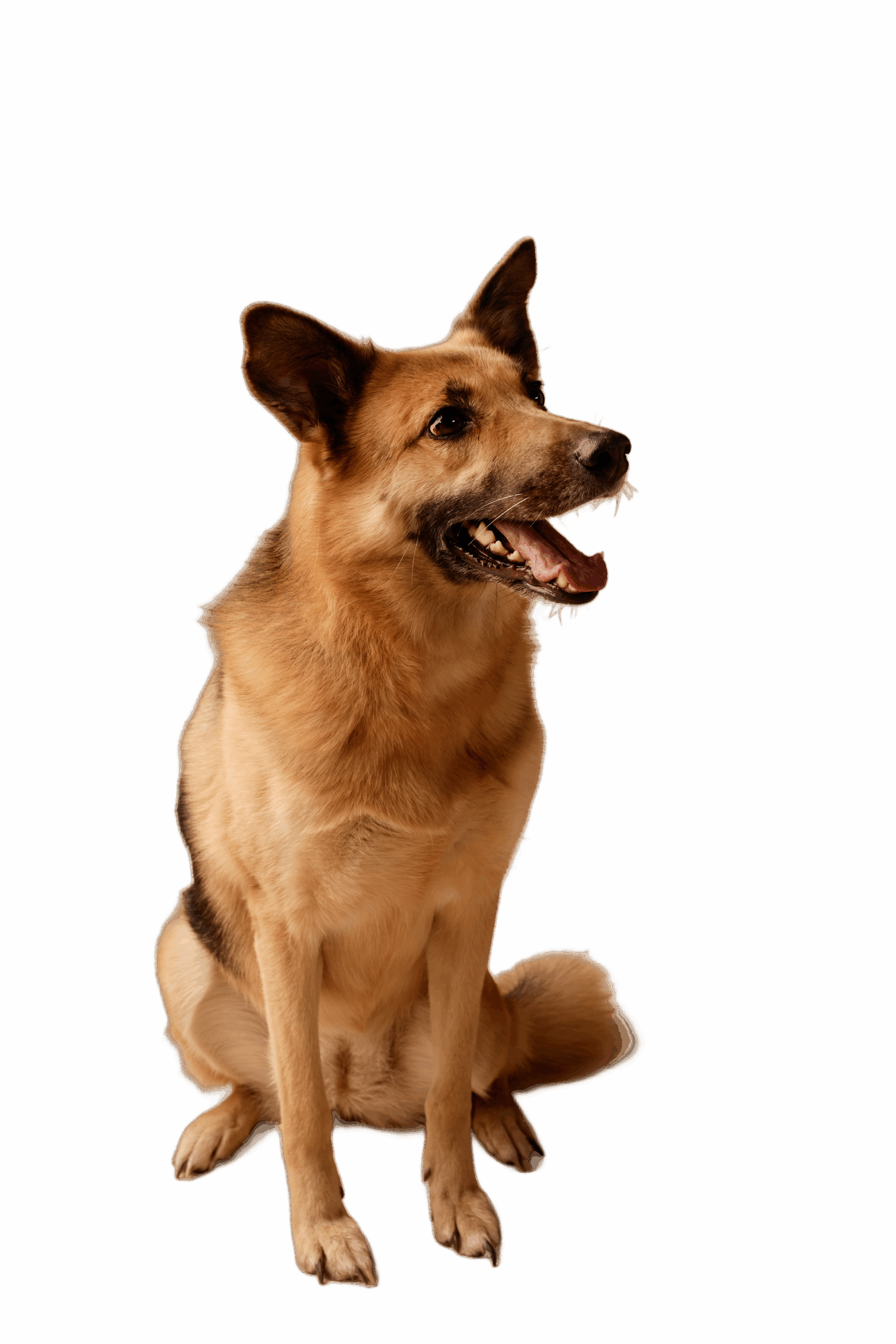 Metropet Animal Hospital